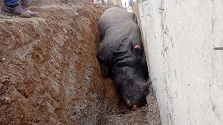 गैंडा मरेको घटनामा निर्माण कम्पनीका सञ्चालकलाई पक्राउ पुर्जी