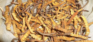 डोल्पामा जेठ ११ गतेदेखि यार्सा सङ्कलन खुला
