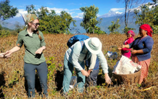 होमस्टेमा बाह्य पर्यटक कोदो टिप्छन्, साग केलाउँछन्
