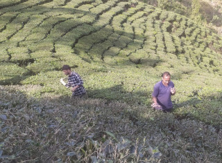 चियाको बोट छाँटकाटमा लागे पूर्वी पहाडका किसान