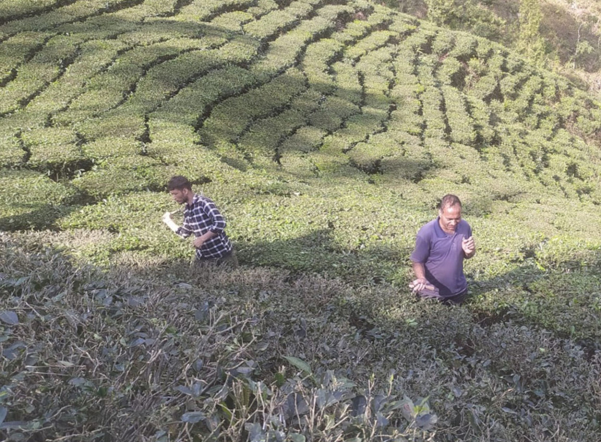 चियाको बोट छाँटकाटमा लागे पूर्वी पहाडका किसान