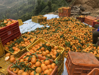 बागलुङकाे सिगानाबाट तीन कराेडकाे सुन्तला निर्यात