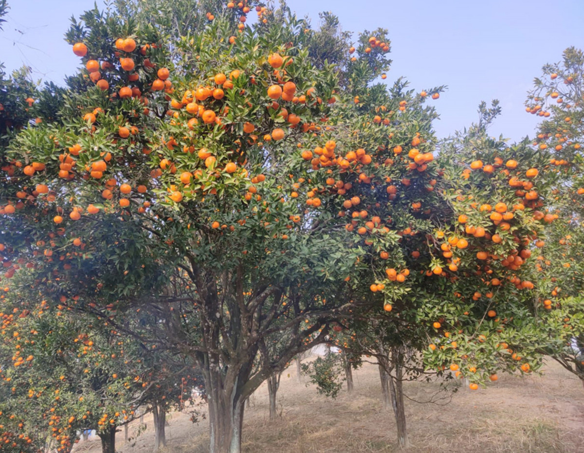 खोटाङबाट ३६ करोड बढीको सुन्तला निर्यात