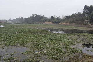 जलकुम्भीले टरुवा तालको सौन्दर्य खोस्यो