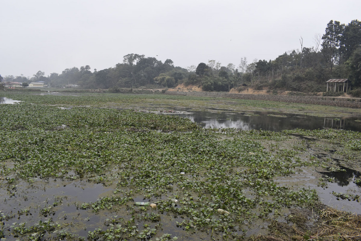 जलकुम्भीले टरुवा तालको सौन्दर्य खोस्यो
