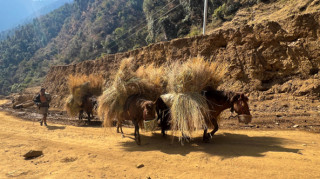 गाउँमा मोटर गुड्न थालेपछि घाँस र मल बोक्छन् खच्चड