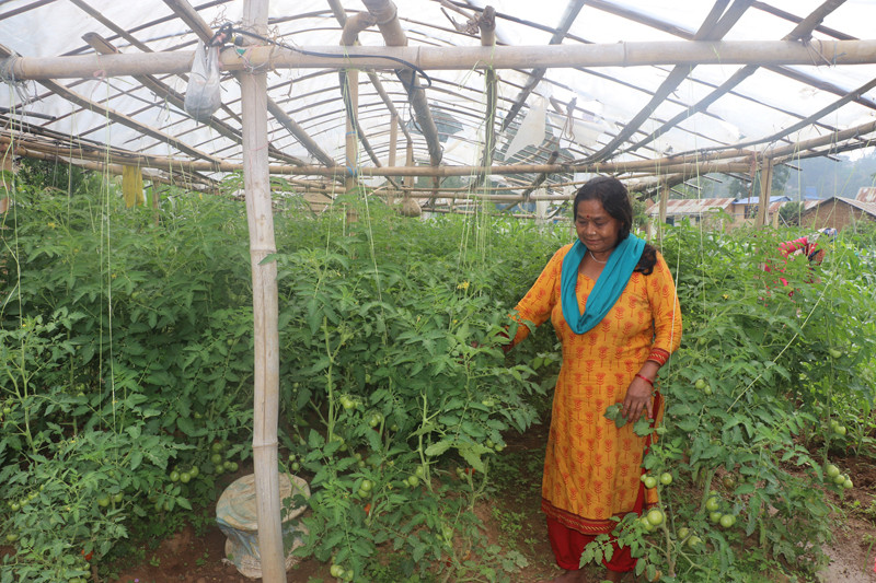 व्यावसायिक कृषिमा आकर्षित कोदारका किसान