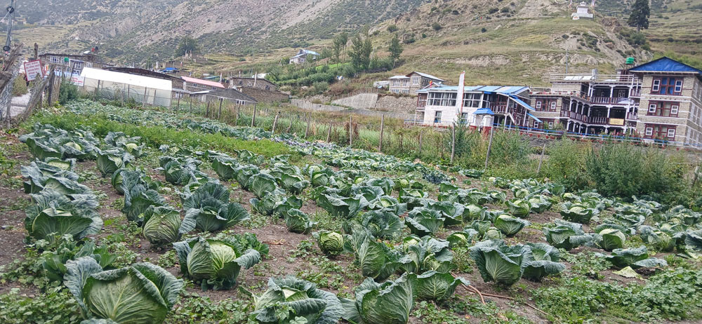 मनाङमा फस्टाउँदै बेमौसमीखेती
