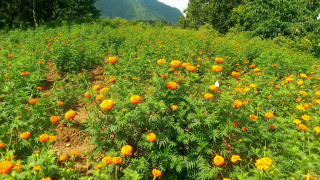 महिला सय पत्री उत्पादनमा
