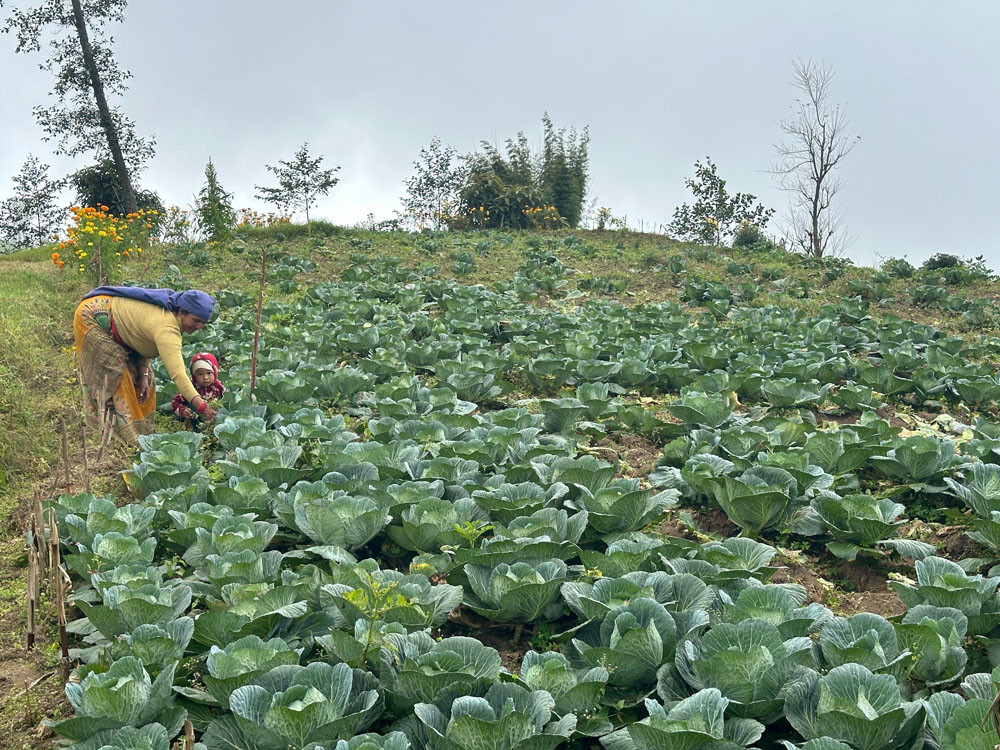 लालीगुराँसका महिला जैविक सागसब्जी उत्पादनमा रमाउँदै