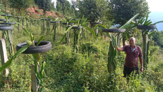 ‘ड्रागन फ्रुट’ बेचेर वार्षिक रु १५ लाख आर्जन