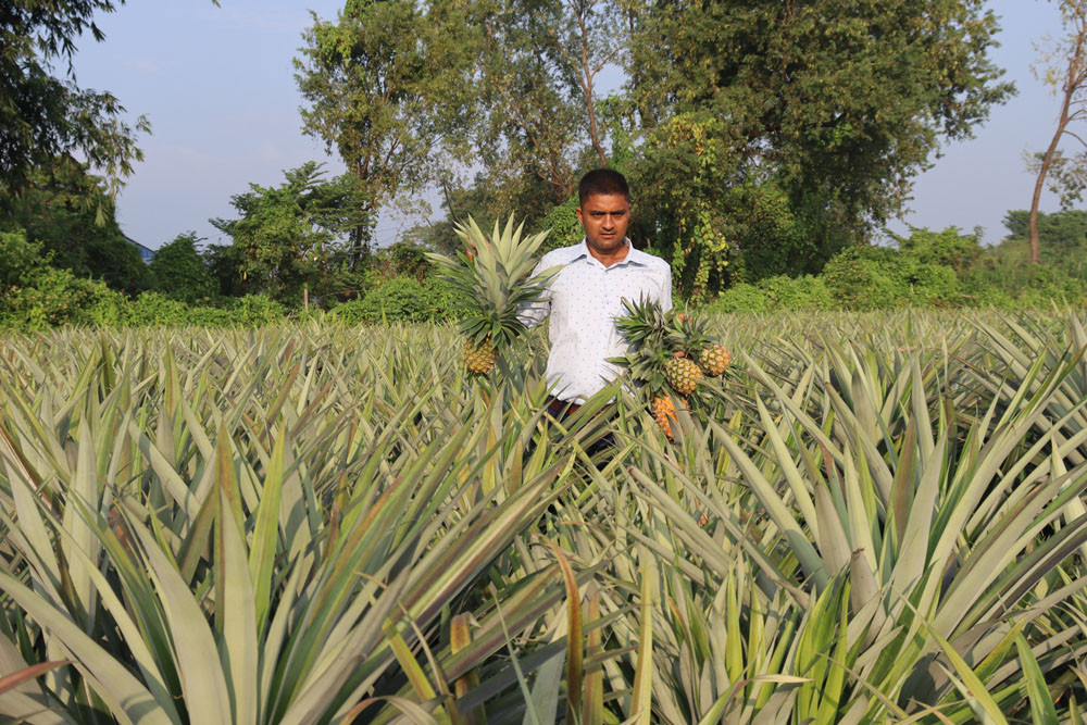 भुइँकटहर खेतीबाट वार्षिक रु १५ लाखसम्म आम्दानी गर्दै विष्ट