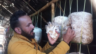 च्याउ बेचेर बार्षिक पच्चीस लाख आम्दानी
