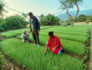 प्याजका बिरुवा बेचेर रु डेढ लाख कमाइ