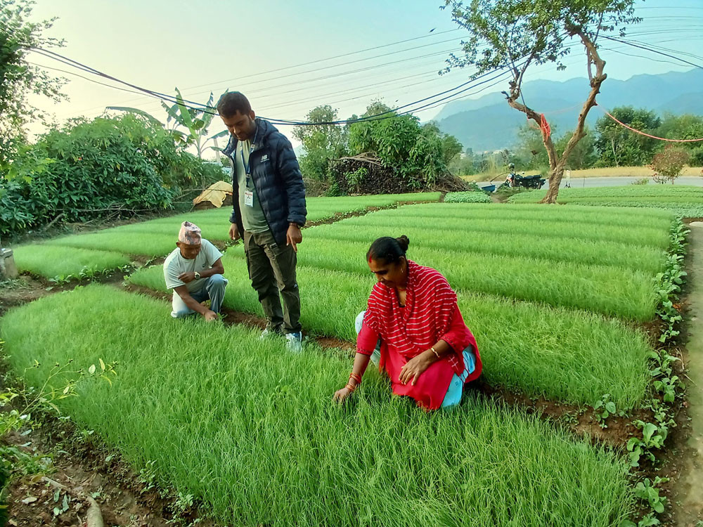 प्याजका बिरुवा बेचेर रु डेढ लाख कमाइ