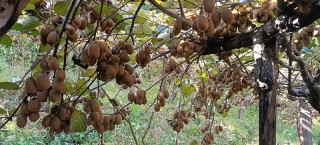 किबी खेतीबाट वार्षिक दस लाख आम्दानी
