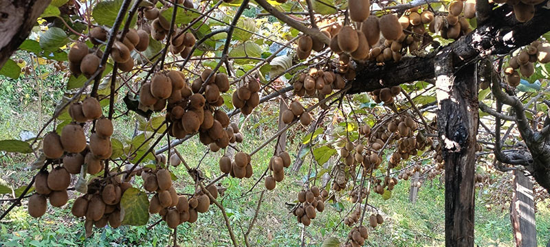 किबी खेतीबाट वार्षिक दस लाख आम्दानी