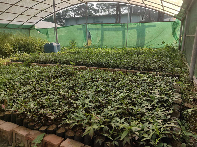 टिमुरको बिरुवा बिक्री गरेर बार्षिक रु दुई लाख आम्दानी गर्न सफल