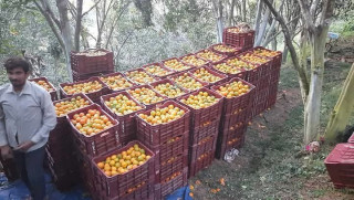 सुन्तला किन्न व्यापारी बगैँचामा