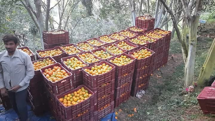 सुन्तला किन्न व्यापारी बगैँचामा