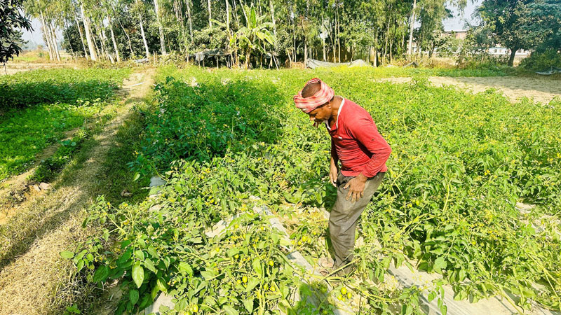 तरकारीखेतीको आम्दानीबाट जीविकोपार्जन