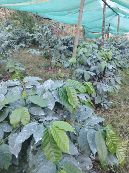व्यावसायिक कफीखेती, एकै वडाका १२० परिवार खेतीमा तल्लीन