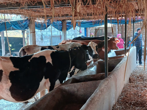 पशुपालनबाट वार्षिक १२ लाख आम्दानी