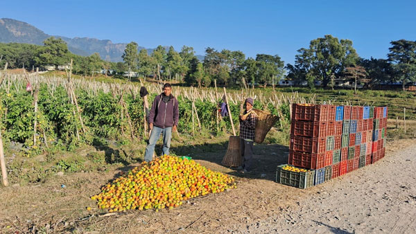 गोलभेँडा बेचेर वार्षिक रु सात लाख मुनाफा