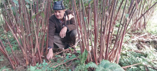 एक वर्षमा रु ३४ लाखको अलैँची उत्पादन