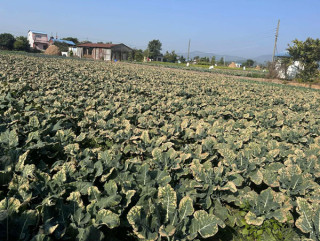बन्दा र काउलीमा नयाँ रोग