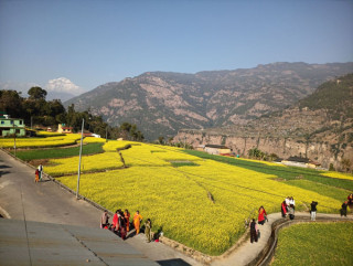 रत्नेचौरको तोरीबारीमा टिकटक बनाउनेको भीड