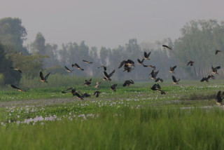 तालतलैयामा आगन्तुक चराको चहल-पहल