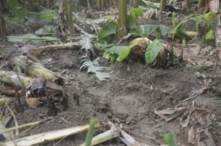लामो समयदेखि रौतहटमा जङ्गली हात्तीको उपद्रोबाट स्थानीय त्रसित