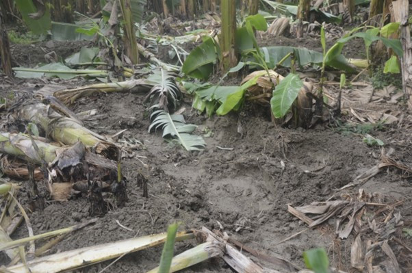 लामो समयदेखि रौतहटमा जङ्गली हात्तीको उपद्रोबाट स्थानीय त्रसित