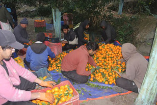 सुन्तला खेतीले फेरियो अन्नपूर्ण गाउँपालिका-७ दोसल्ले गाउँको मुहार