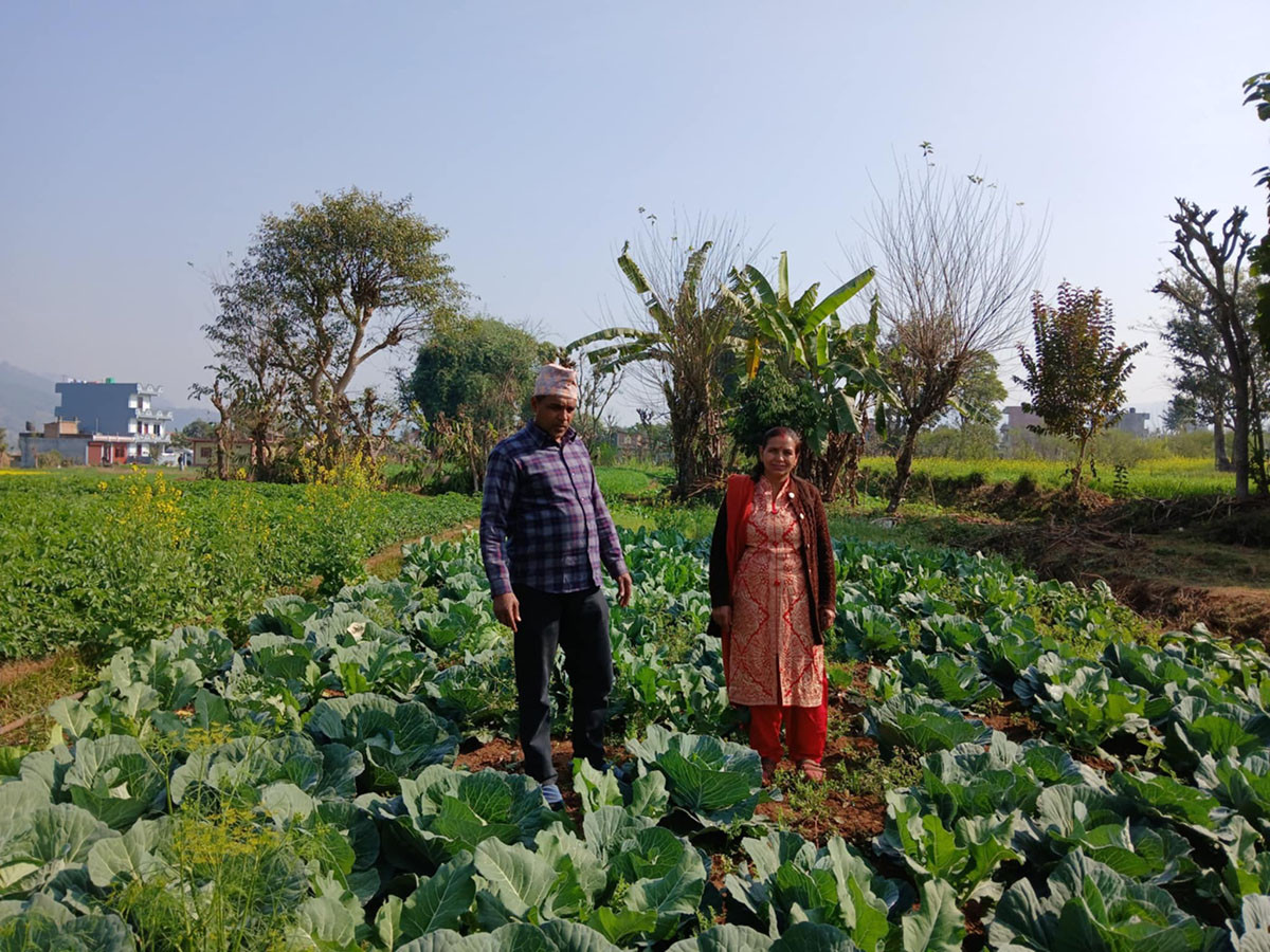 वडाध्यक्ष पोखरेलको लोभलाग्दो कृषि कर्म