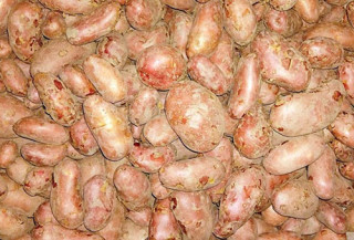 एक कठ्ठा जग्गामै ‘बाह्र क्विन्टल’ आलु