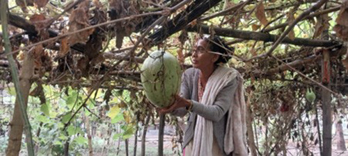 लौका बेचर मासिक रु.  ४० हजार आम्दानी