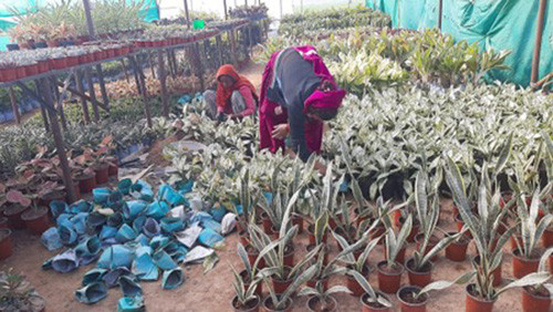 नर्सरी व्यवसायबाट जीविकोपार्जन