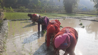 किसानलाई चैते धान रोप्न चटारो