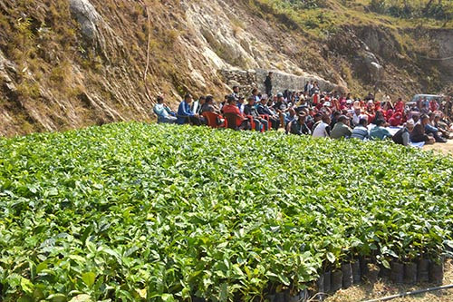 मकै छोडेर कफीखेतीमा महाभारतका किसान