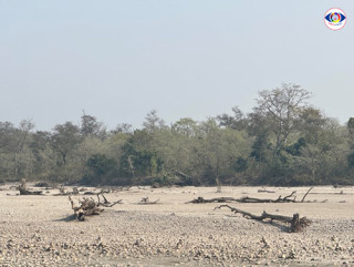 कर्णालीमा हरेक वर्ष बग्छन् करोडौँका काठ
