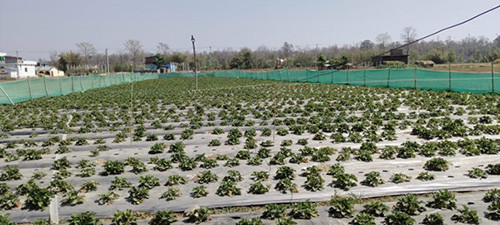 स्ट्रबेरीखेतीतर्फ किसान आकर्षित