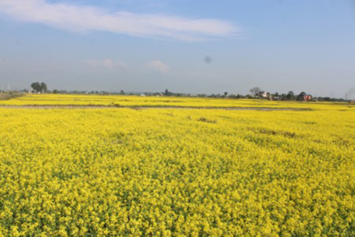 तीन हजार ३४ मेट्रिक टन तोरी उत्पादन
