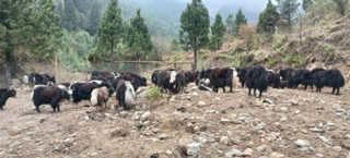 घट्टेखोलामा चौँरी मेला