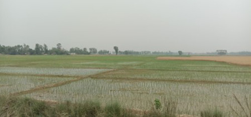 चैते धान खेतीप्रति किसानको आकर्षण