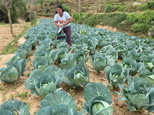 तरकारी खेतीबाट आत्मनिर्भर