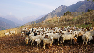 लेकमा सार्न थालियो पशुगोठ