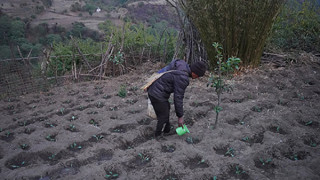 सामूहिक तरकारीखेती