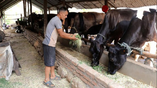 गाईपालन व्यवसायबाट मासिक रु एक लाख आम्दानी